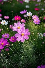 Cosmos