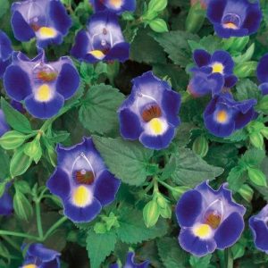 Torenia