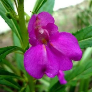 Balsam (Impatiens)