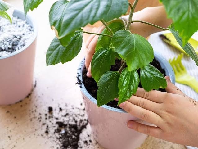 Simple Ways to Keep Pests Off Your Houseplants