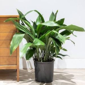 Cast Iron Plant