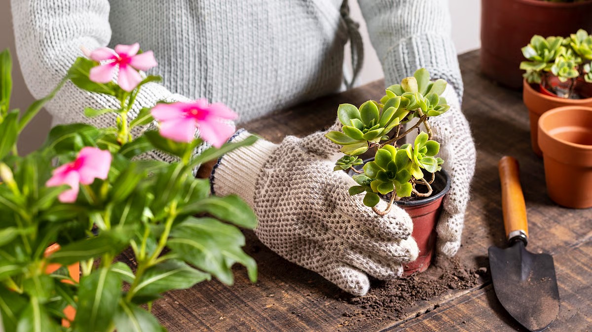The Beginner’s Guide to Keeping Your Plants Alive