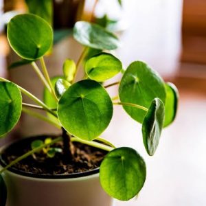 Money Plant