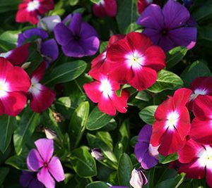 Periwinkle