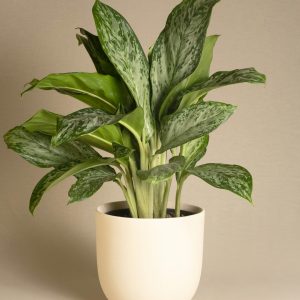 Aglaonema