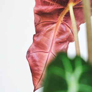 Alocasia Polly