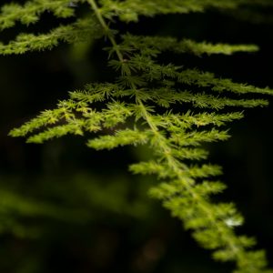 Asparagus Fern