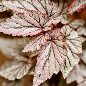 Begonia Rex