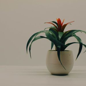 Bromeliad