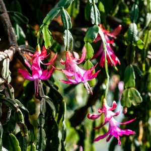 Christmas Cactus