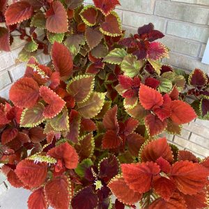 Coleus
