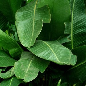 Dwarf Banana Plant