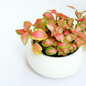 Fittonia (Nerve Plant)