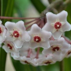 Hoya (Wax Plant)