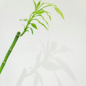Lucky Bamboo