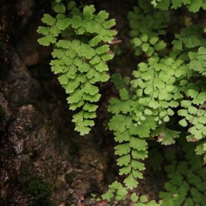Maidenhair Fern