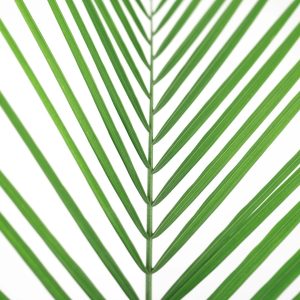 Majesty Palm