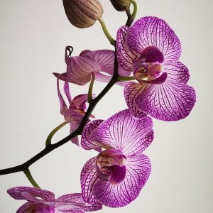 Orchid (Phalaenopsis)