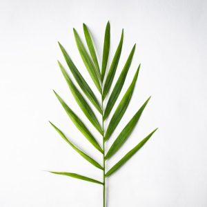 Parlor Palm