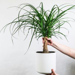 Ponytail Palm