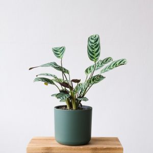 Prayer Plant (Maranta)