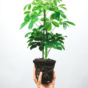 Schefflera (Umbrella Plant)