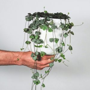 String of Hearts