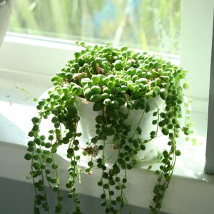 String of Pearls