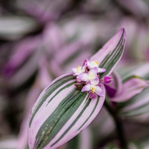 Tradescantia (Wandering Jew)