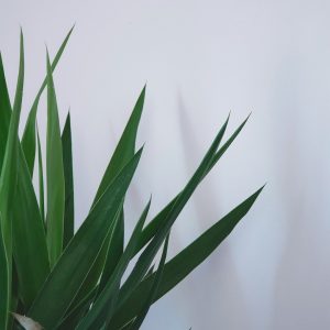 Yucca Plant