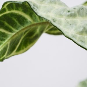 Zebra Plant