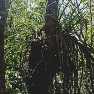 Air Plant (Tillandsia)