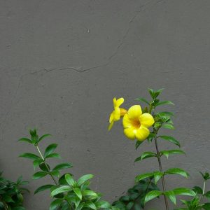 Allamanda