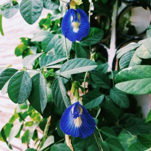 Aparajita (Butterfly Pea)