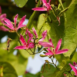 Bauhinia (Orchid Tree)