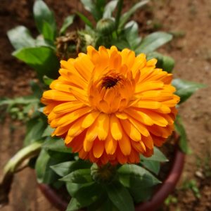 Calendula