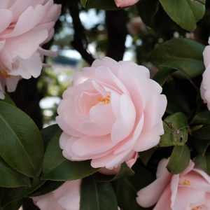Camellia