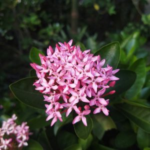 Clerodendrum