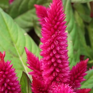 Cockscomb (Celosia)
