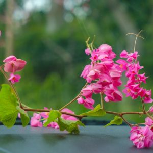 Coral Vine (Antigonon)