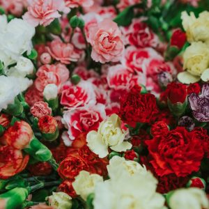 Dianthus (Carnation)