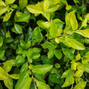 Duranta