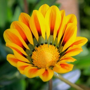 Gazania