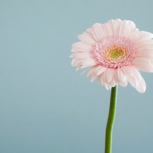Gerbera