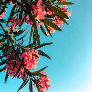 Kaner (Nerium Oleander)