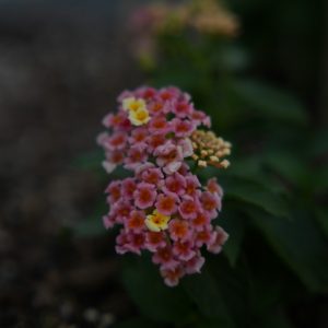 Lantana