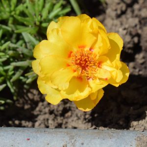 Moss Rose (Portulaca)