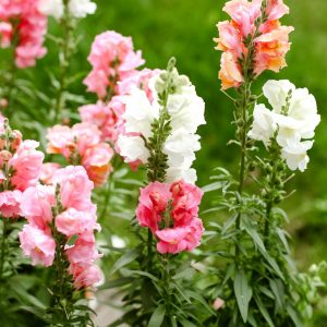 Snapdragon