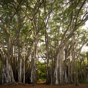 Ashoka Tree