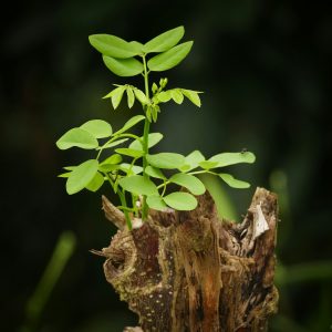 Neem Sapling